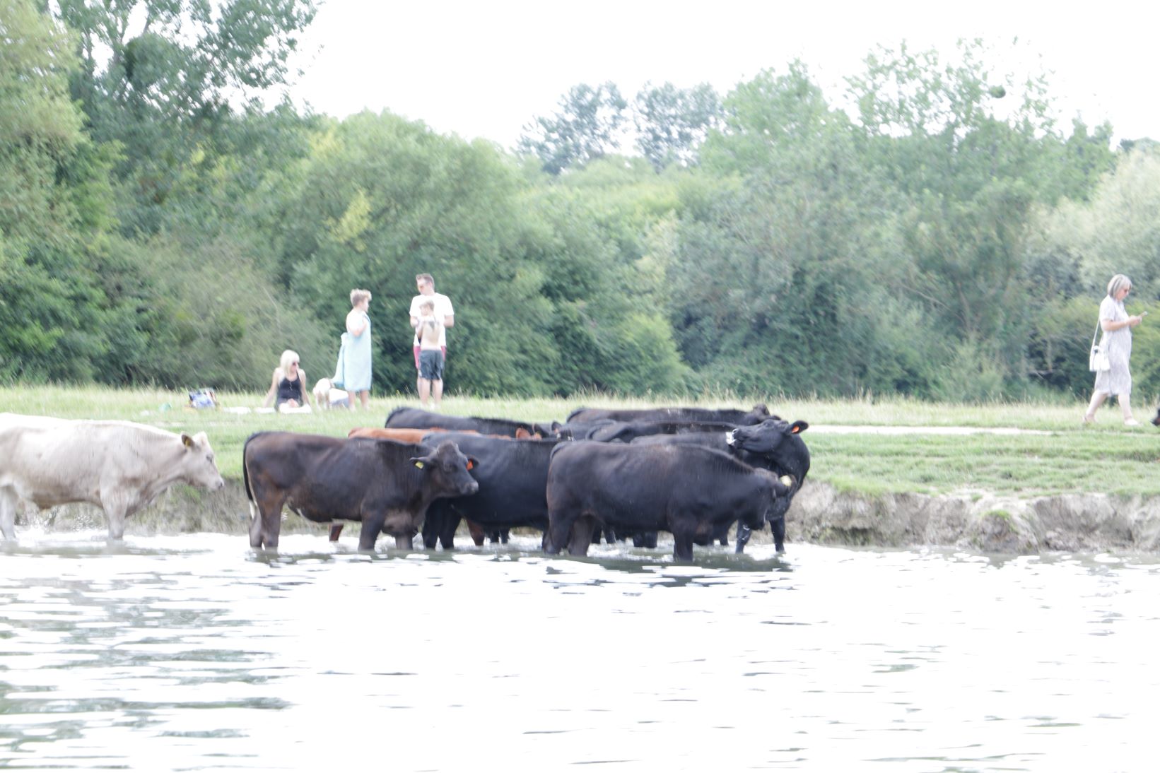 Cattle paddling in the River Thames trying to keep cool